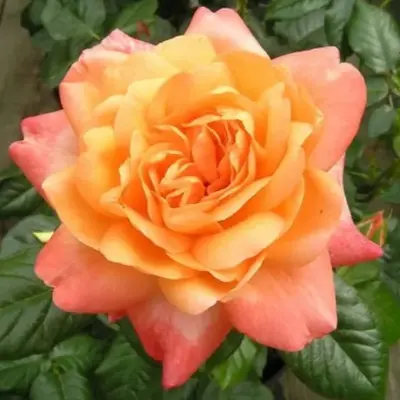 Hybrid Tea Rose Samaritan