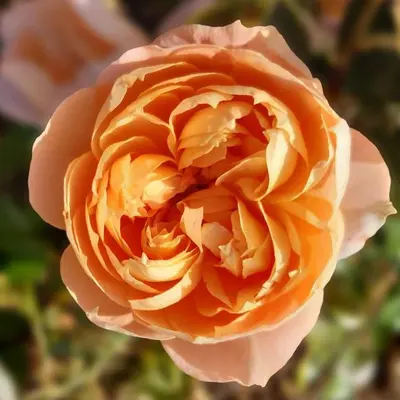 Floribunda Rose Born Free