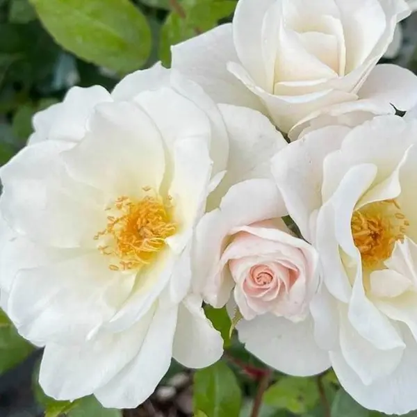 Floribunda Rose Diamond 60th Anniversary