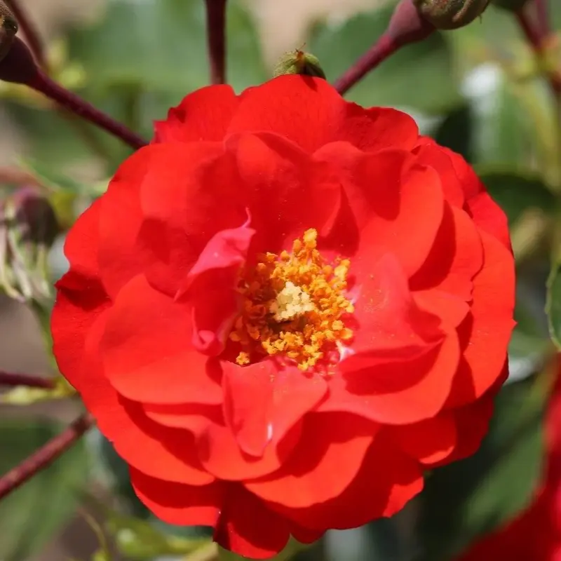 Floribunda Rose Grandpa's Rose