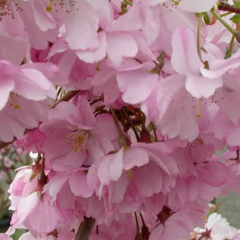 Prunus Accolade AGM