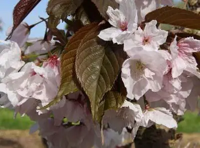 Prunus Chocolate Ice