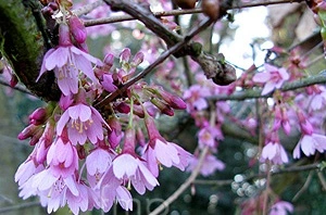 Prunus Okame