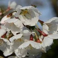 Prunus Royal Flame