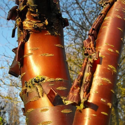 Prunus serrula Amber Scots