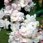 Prunus serrulata Amanogawa AGM