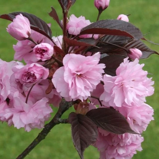 Prunus serrulata Royal Burgundy AGM