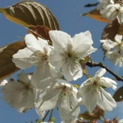 Prunus serrulata 'Taihaku' AGM