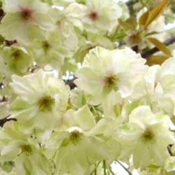 Prunus serrulata Ukon