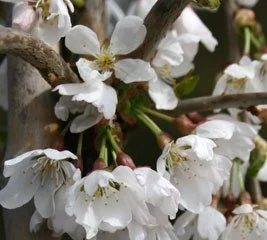 Prunus Snow Showers