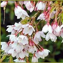 Prunus Subh. Autumnalis