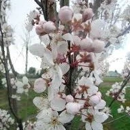 Prunus x cerasifera 'Crimson Pointe'