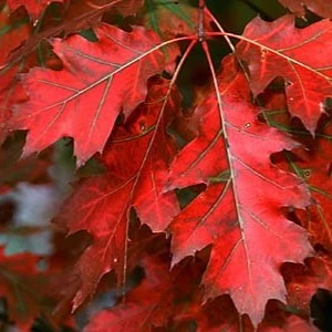 Quercus rubra