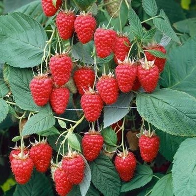 Raspberry Canes - Tulameen Pearl (5 canes)