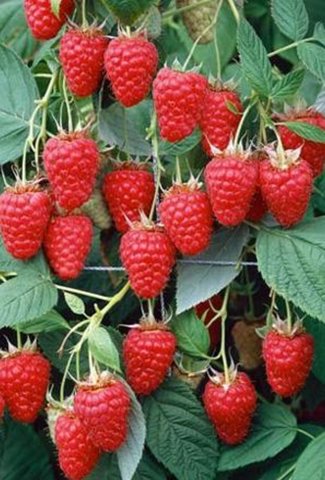 Raspberry Canes - Tulameen Primocanes (5 Canes)