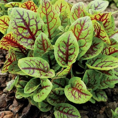 Red Veined Sorrel Herb 12cm