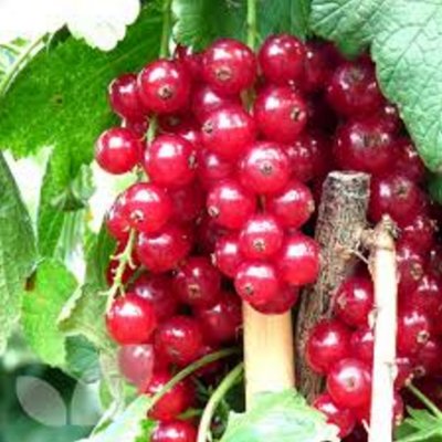 Redcurrant Rovada