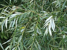 Salix alba