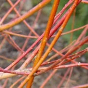 Salix alba Britzensis