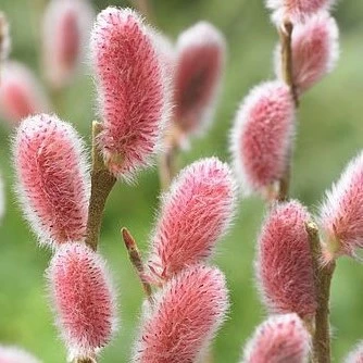 Salix gracilistyla Mount Aso