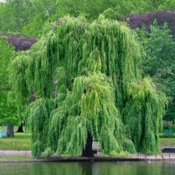 Salix sepulcralis Chrysocoma