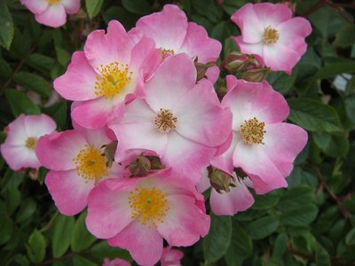 Ballerina Shrub Rose