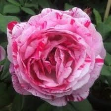 Shrub Rose Ferdinand Pichard AGM