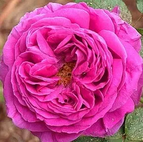 Shrub Rose Mme Isaac Periere