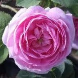 Shrub Rose Queen of Denmark AGM