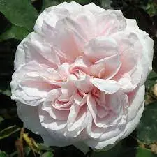 Shrub Rose Souvenir de la Malmaison