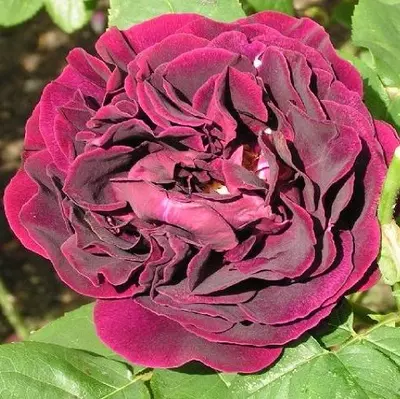 Shrub Rose Souvenir Du Dr Jamain