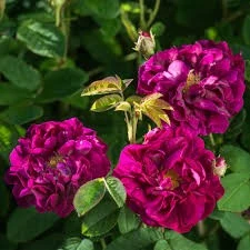 Shrub Rose Tuscany Superb