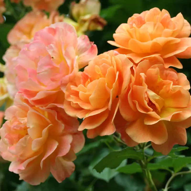 Shrub Rose Westerland