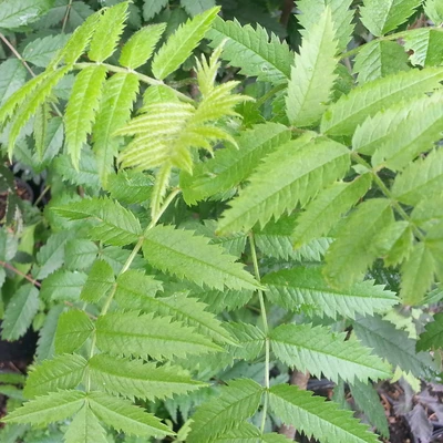 Sorbus aucuparia