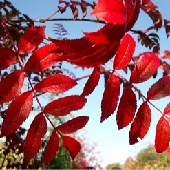 Sorbus commixta 'Embley' AGM