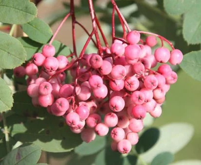 Sorbus hupehensis Pink Pagoda