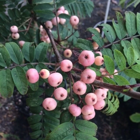 Sorbus Kirsten Pink