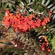 Sorbus Scalaris