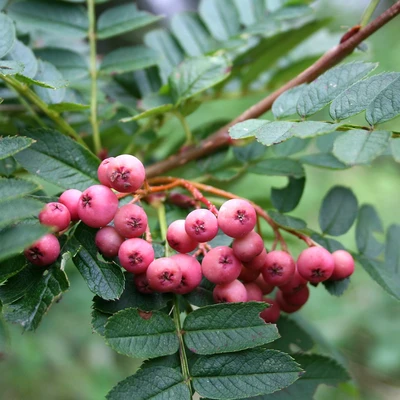 Sorbus vilmorinii AGM