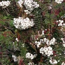 Sorbus White Wax