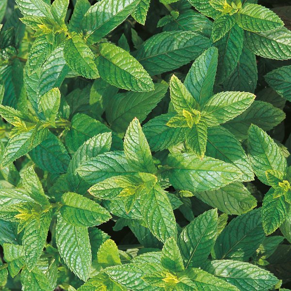 Suffolk Herbs Organic Green Mint Seeds