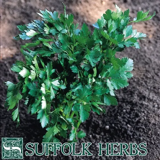 Suffolk Herbs Organic Italian Parsley Seeds