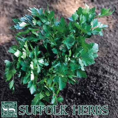 Suffolk Herbs Organic Italian Parsley Seeds