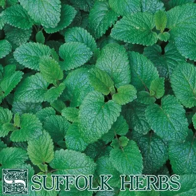 Suffolk Organic Balm Lemon Seeds