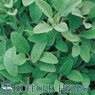 Suffolk Herbs Organic Sage Seeds