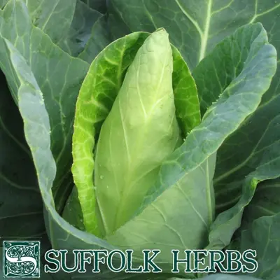 Suffolk Organic Cabbage Caraflex F1 Seeds