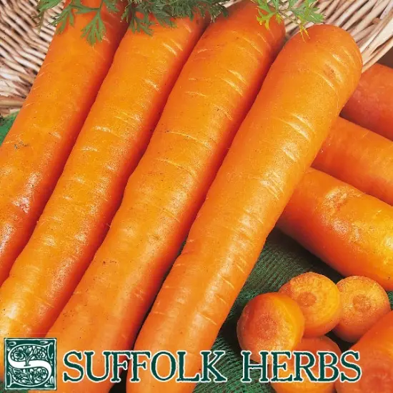 Suffolk Organic Carrot Early Nantes Seeds