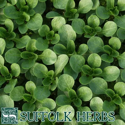 Suffolk Organic Corn Salad Vit Seeds