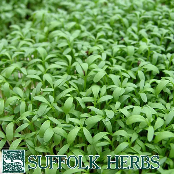 Suffolk Organic Cress Sprint Seeds