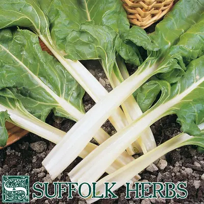 Suffolk Organic Leaf Beet Swiss Chard Seeds